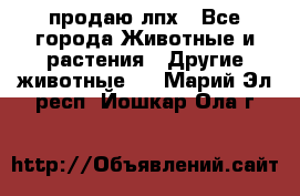 продаю лпх - Все города Животные и растения » Другие животные   . Марий Эл респ.,Йошкар-Ола г.